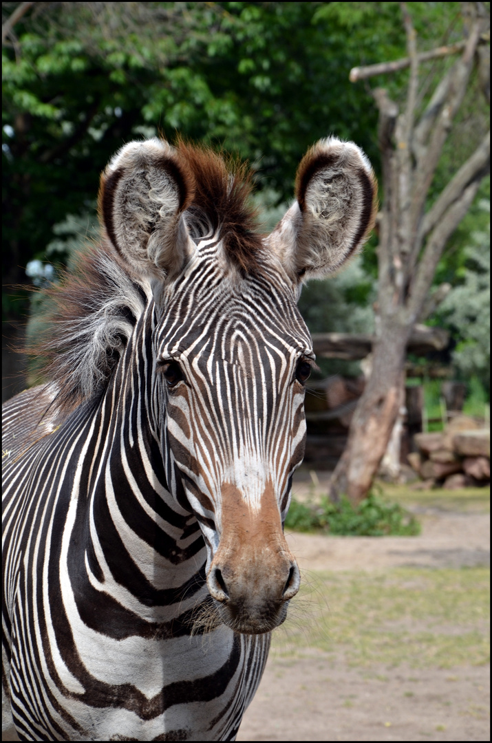 Besuch bei den Zebras