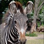 Besuch bei den Zebras