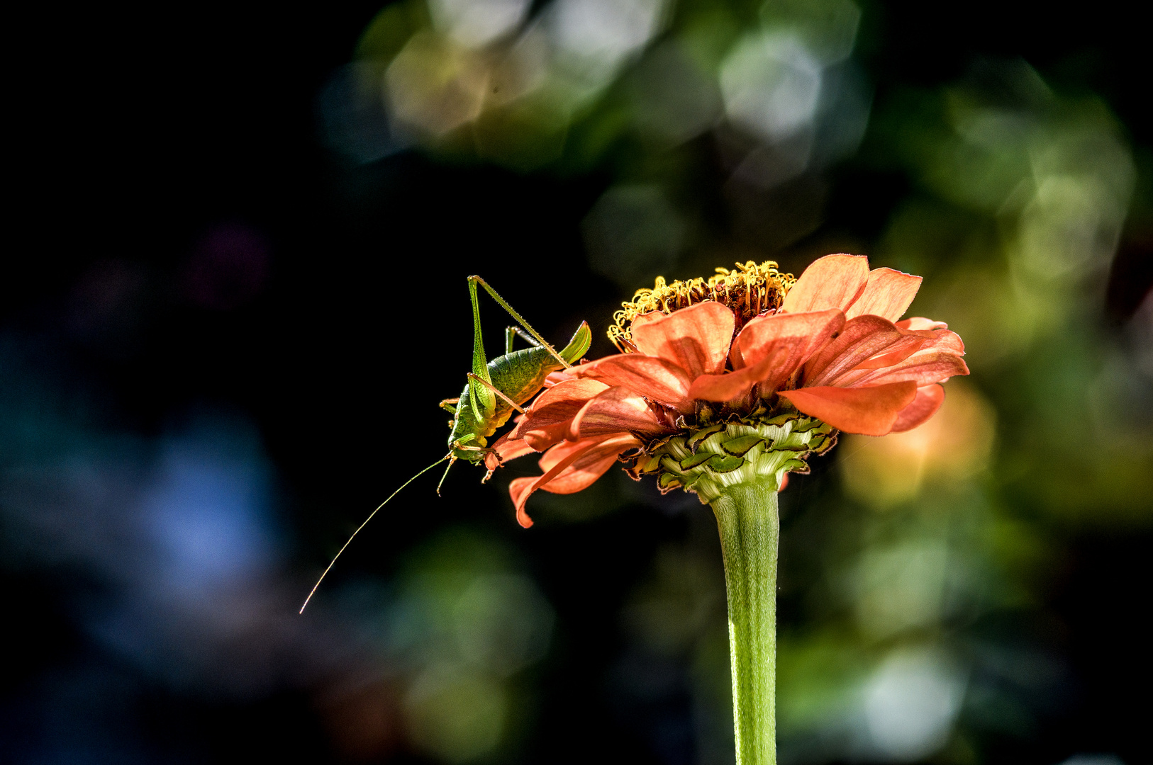 Besuch bei den Zinnien