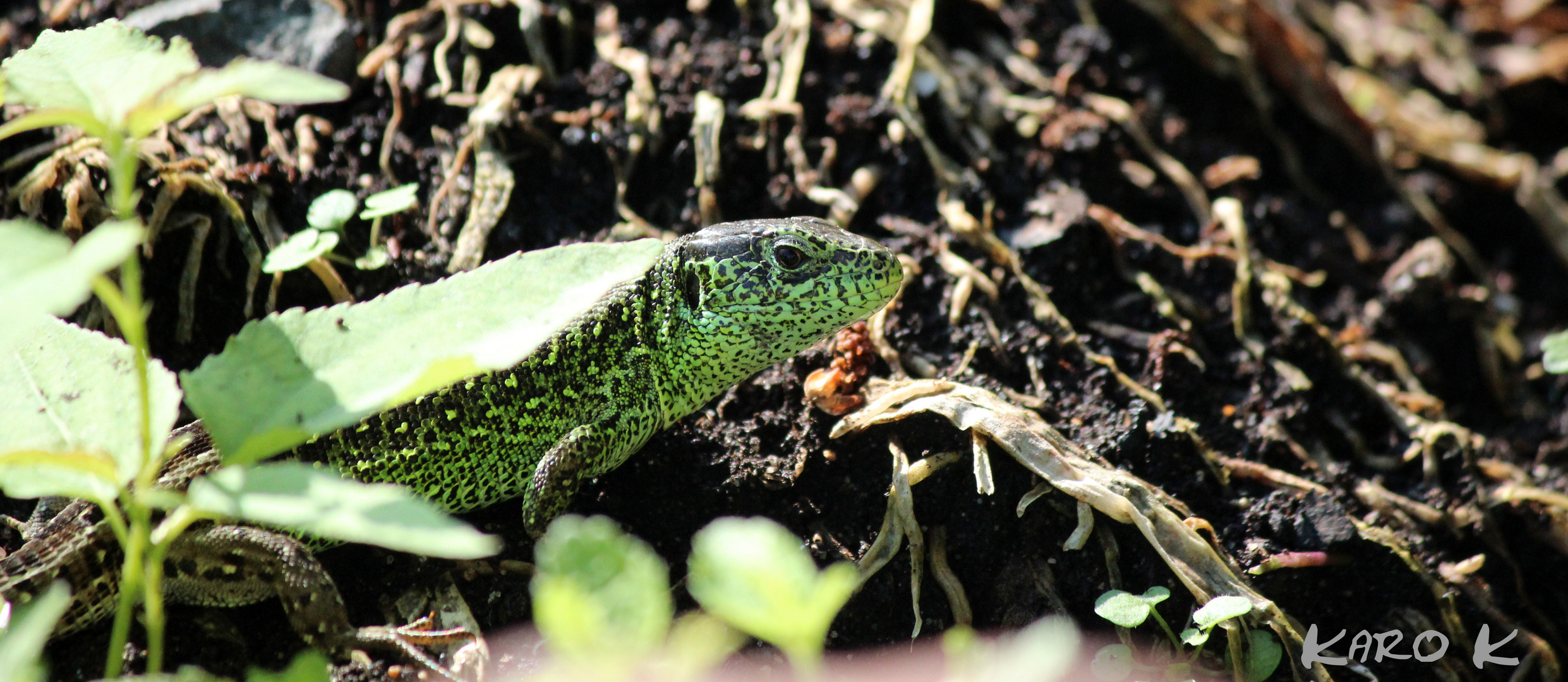 Besuch bei der Gartenarbeit...