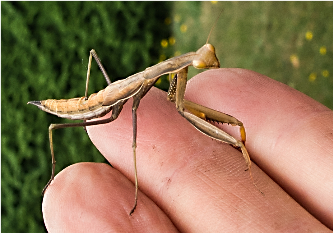 Besuch bei der Gartenarbeit.