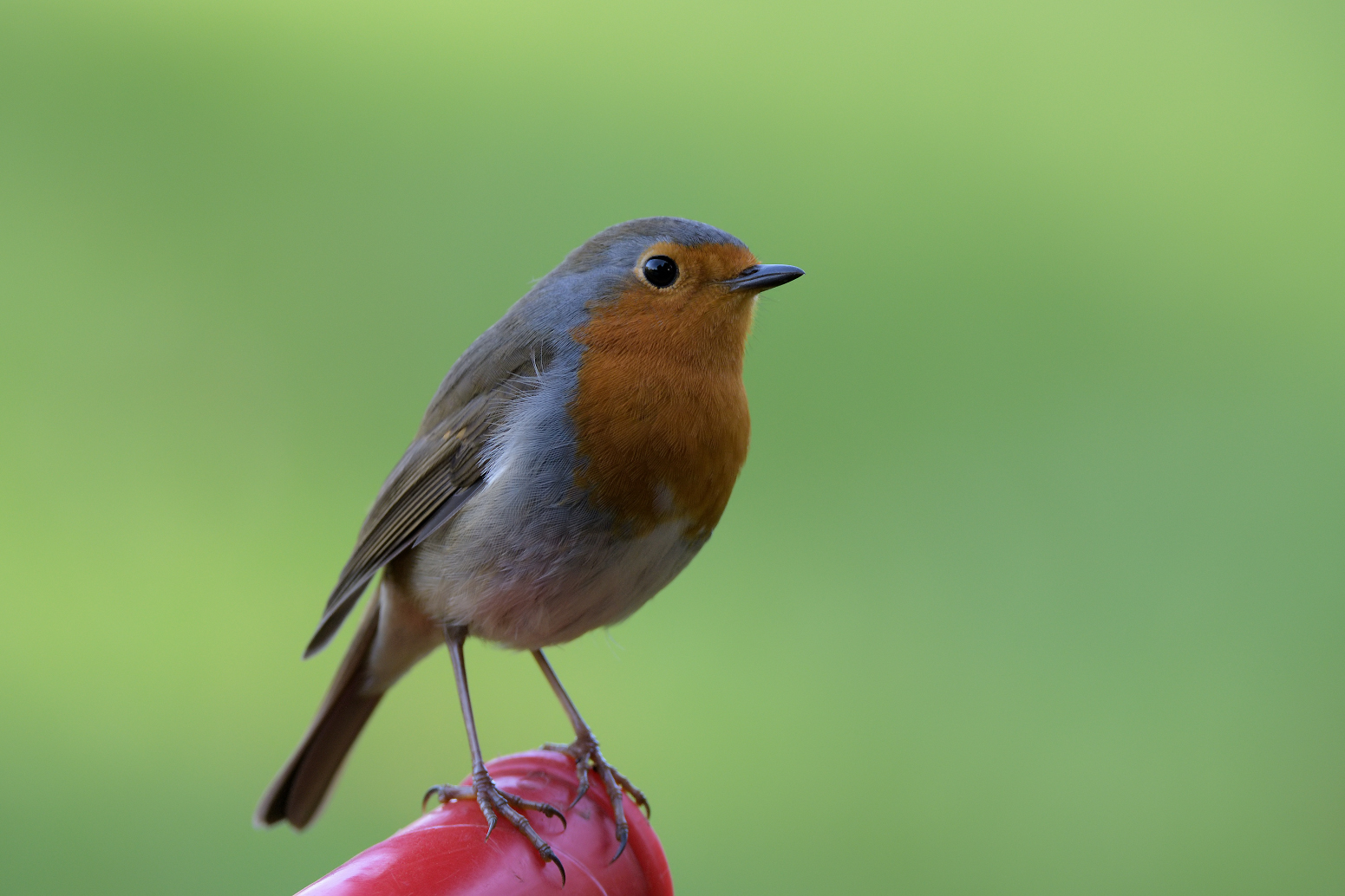 Besuch bei der Gartenarbeit