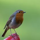 Besuch bei der Gartenarbeit