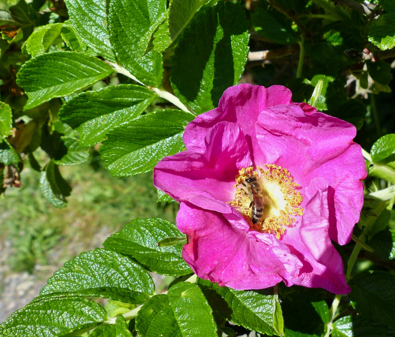 Besuch bei der Heckenrose