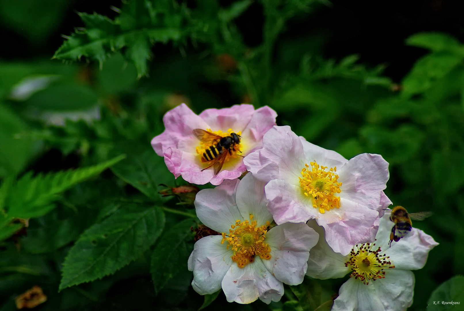 Besuch bei der Heckenrose