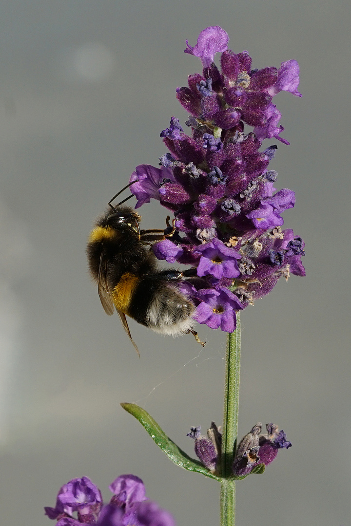 Besuch bei der Lavendelblüte