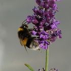 Besuch bei der Lavendelblüte