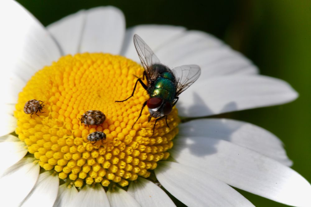 Besuch bei der Margerite