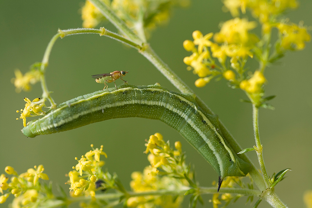 Besuch bei der Raupe des Taubenschwänzchen