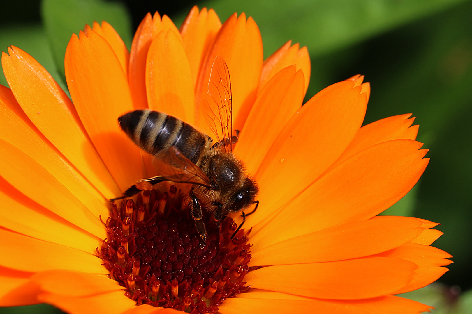 Besuch bei der Ringelblume