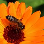 Besuch bei der Ringelblume