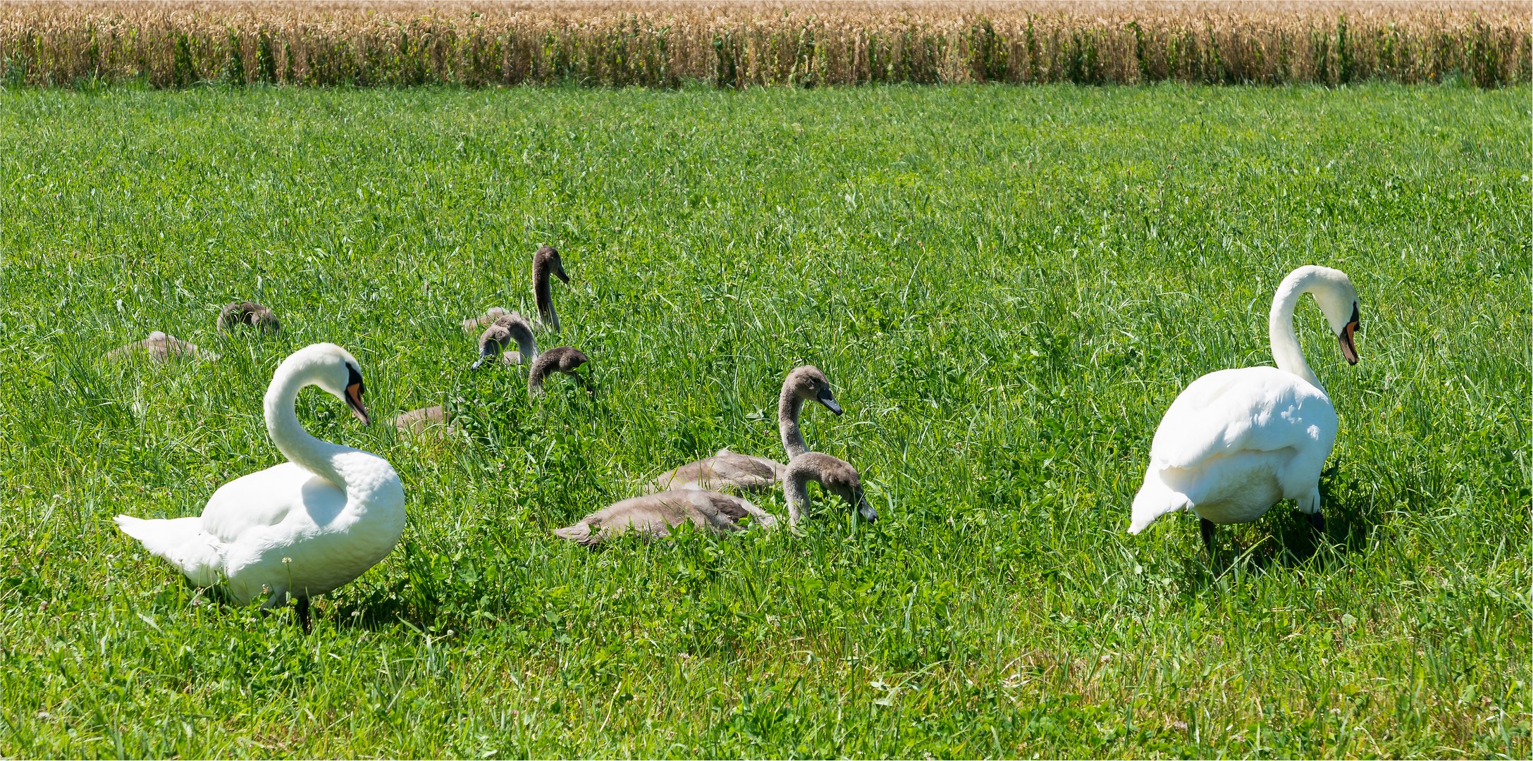 Besuch bei der Schwanfamilie