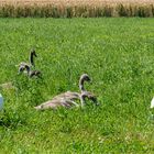 Besuch bei der Schwanfamilie