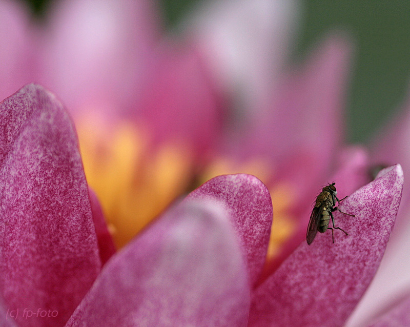 Besuch bei der Seerose