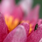 Besuch bei der Seerose