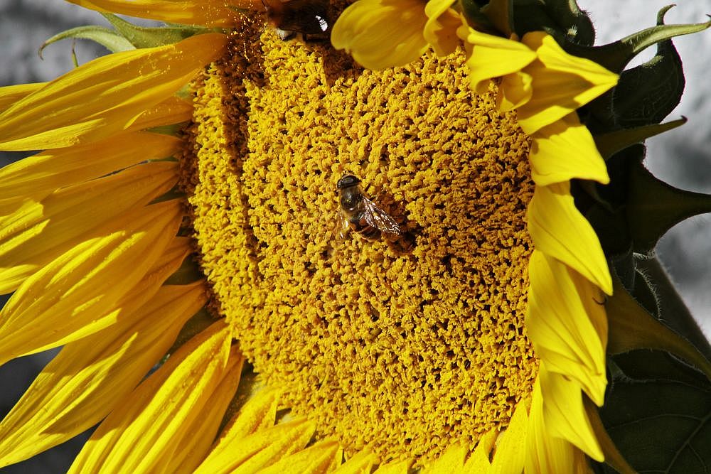 Besuch bei der Sonnenblume