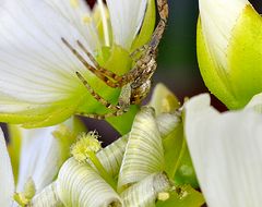 Besuch bei der Venus