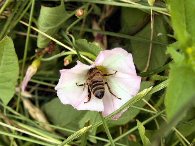 Besuch bei der Zaunwinde