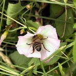 Besuch bei der Zaunwinde