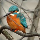 Besuch bei einem alten Bekannten-Eisvogel.