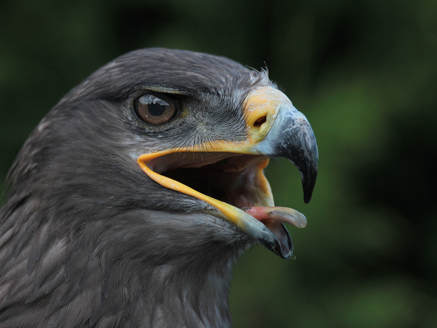 Besuch bei einem Falkner in der Oberlausitz