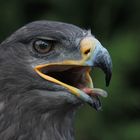 Besuch bei einem Falkner in der Oberlausitz