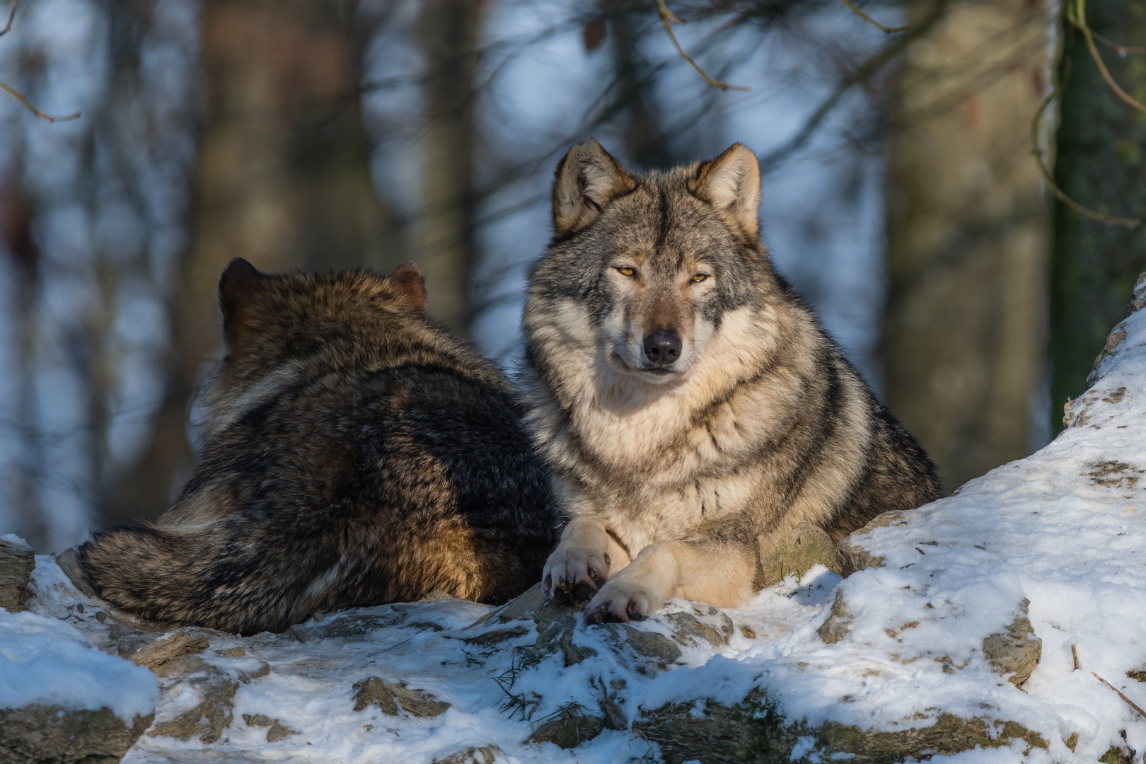 Besuch bei einem Wolfsrudel