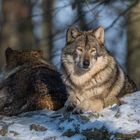 Besuch bei einem Wolfsrudel