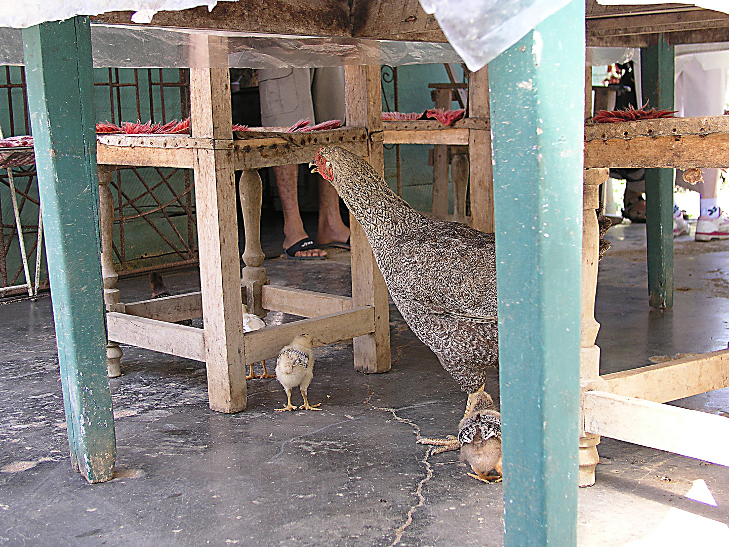 Besuch bei einer Familie auf dem Land