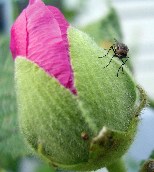 Besuch bei einer Knospe...