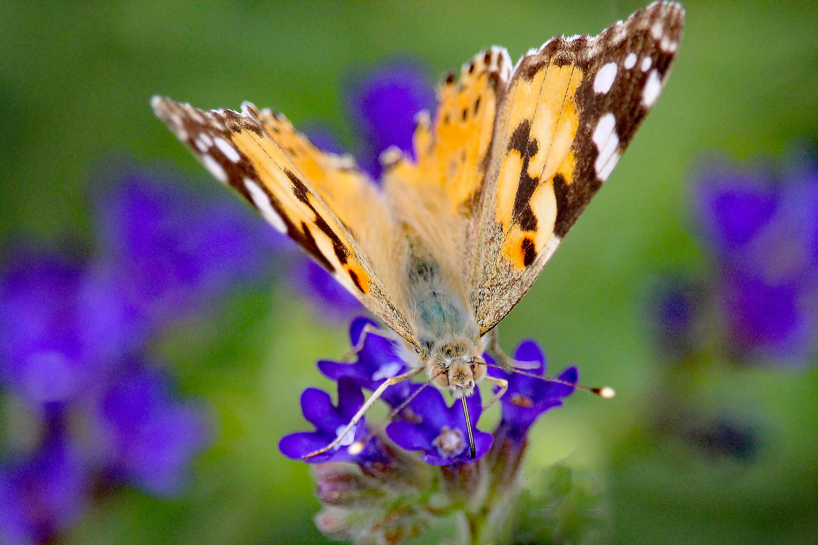 Besuch bei farbiger Blüte