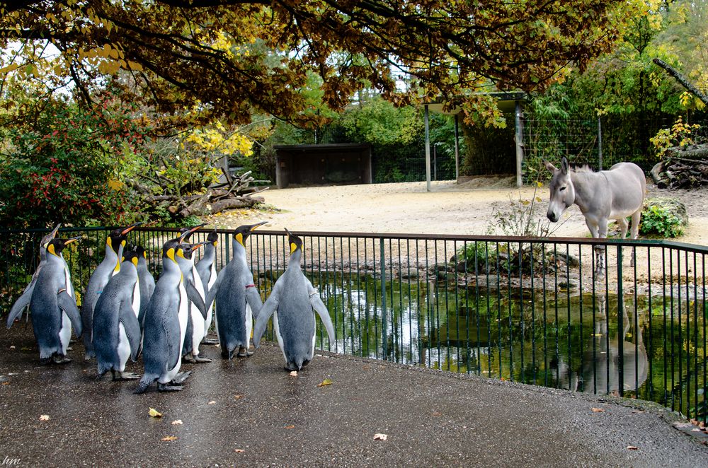 Besuch bei Freunden