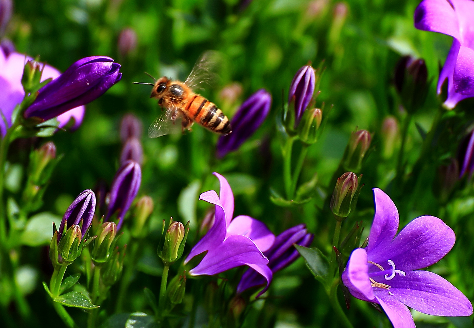 Besuch bei Glockenblumen