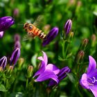 Besuch bei Glockenblumen