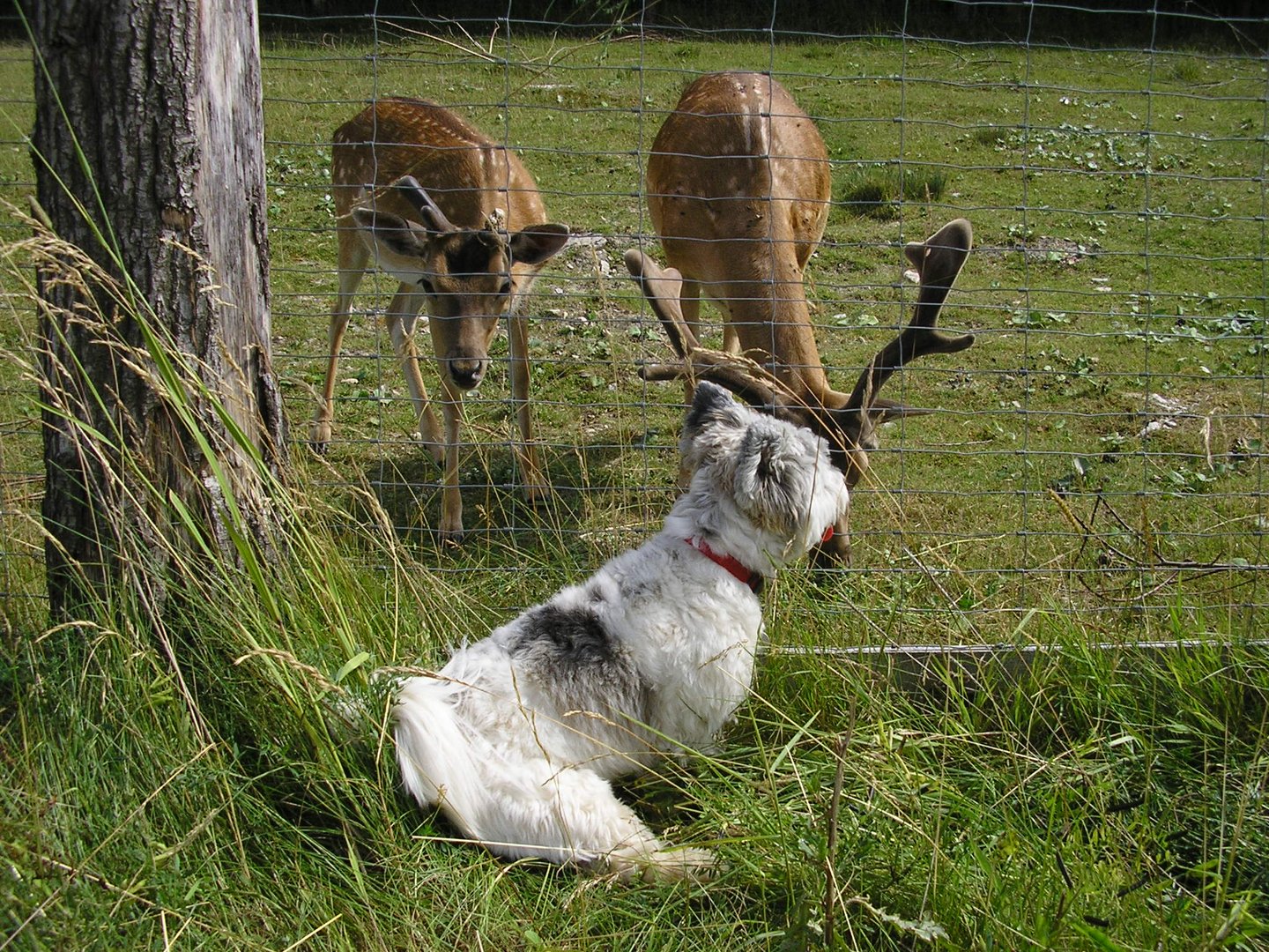 Besuch bei Hirsch Hansi