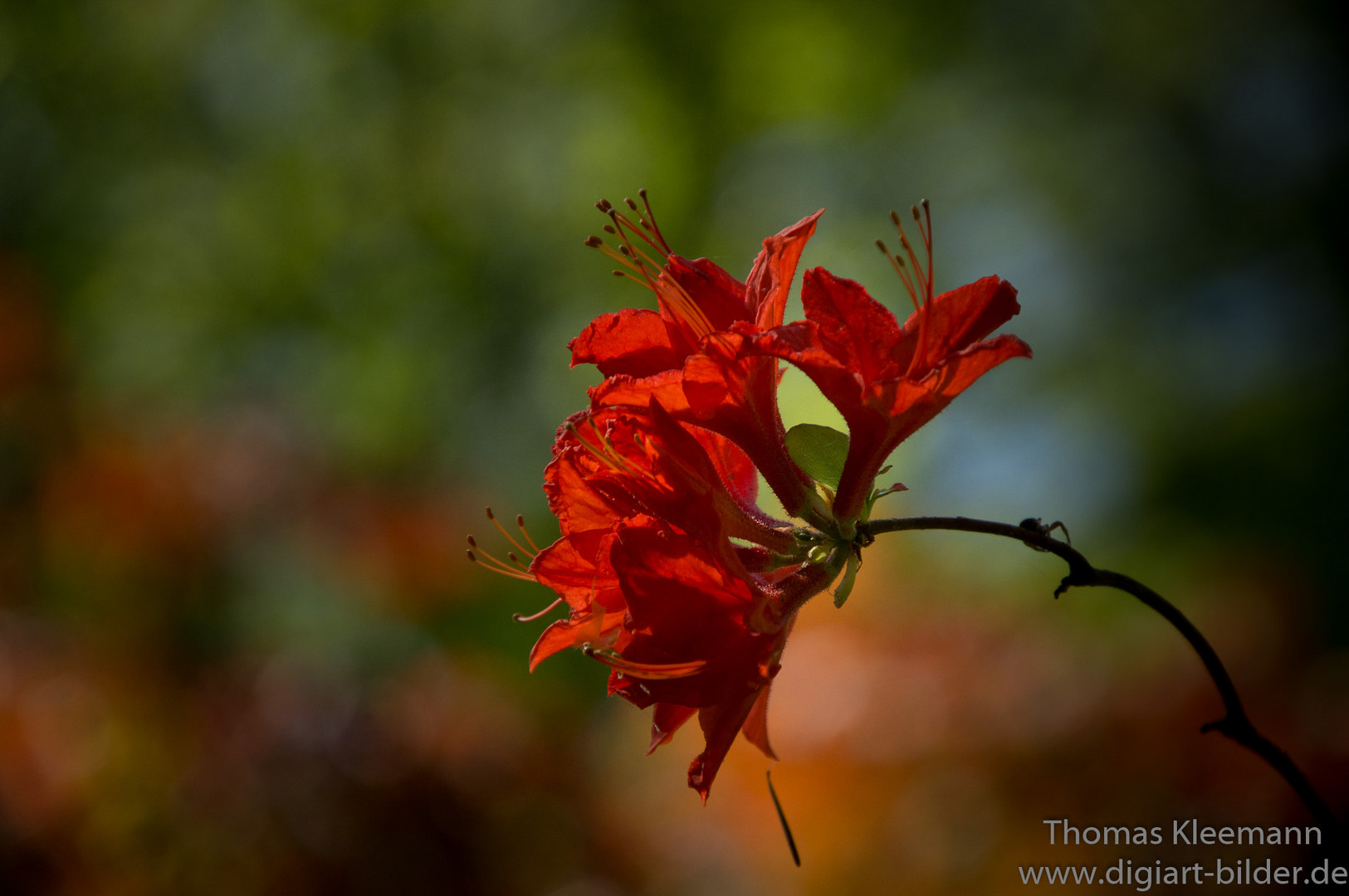 Besuch bei Hobbie-rhodo