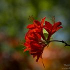 Besuch bei Hobbie-rhodo