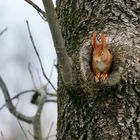 Besuch bei Kleiber, Blaumeise und Kohlmeise