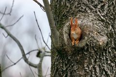 Besuch bei Kleiber, Blaumeise und Kohlmeise