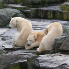 Besuch bei Knut  (Zoo Berlin)