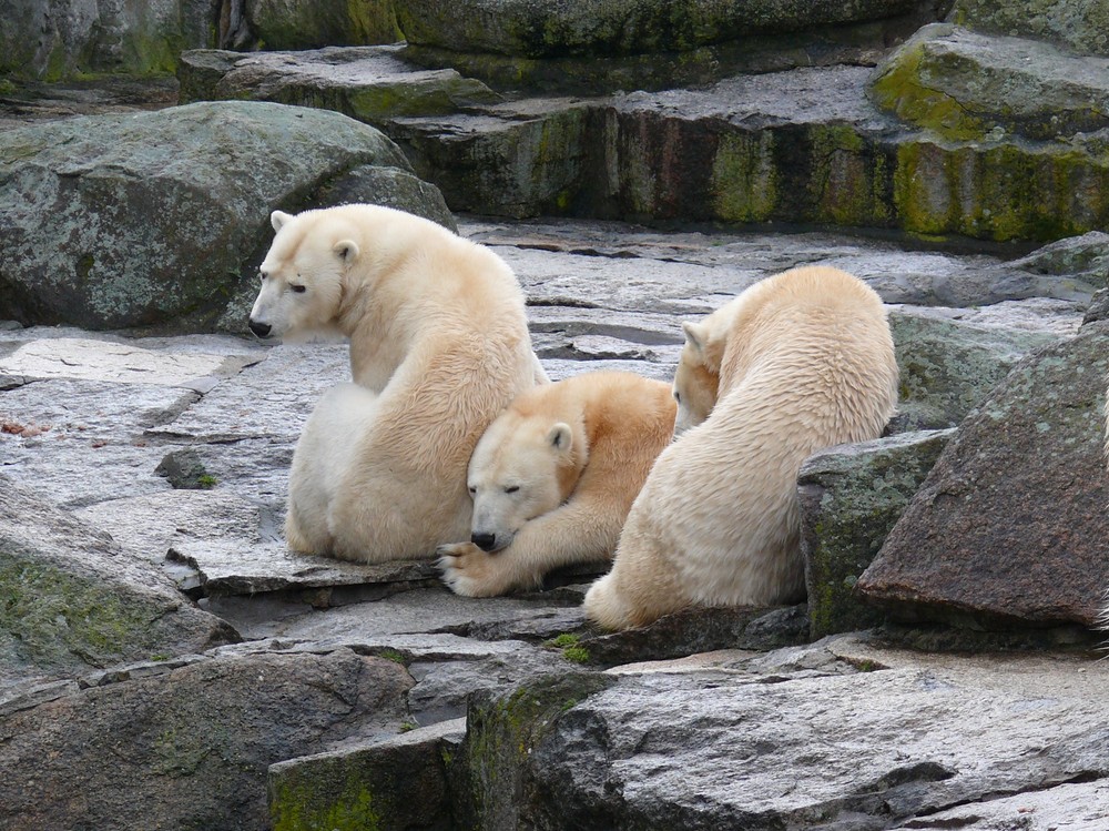 Besuch bei Knut  (Zoo Berlin)