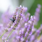 Besuch bei Lavendel