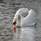 Besuch bei meinen Schwänen