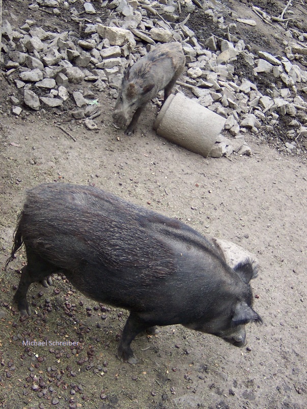 Besuch bei meinen (Wildschwein-)Freunden!