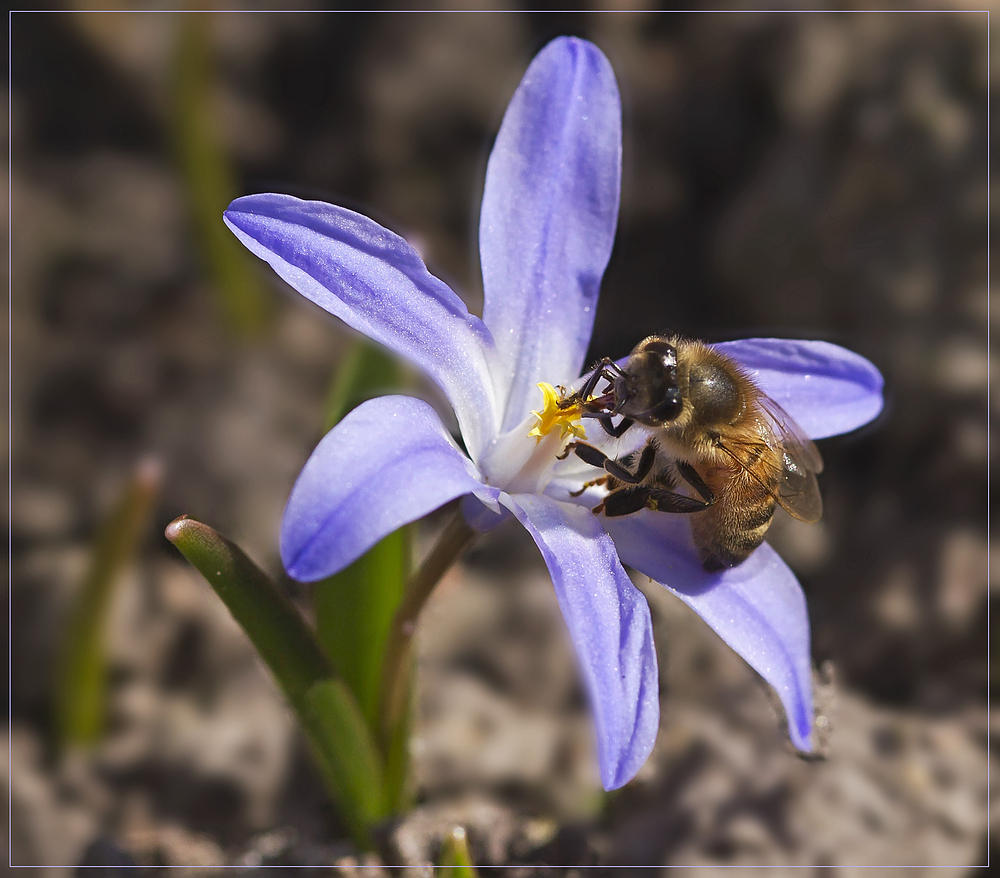 Besuch bei meiner Freundin Scilla