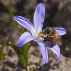 Besuch bei meiner Freundin Scilla