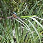 Besuch bei mir im Garten.