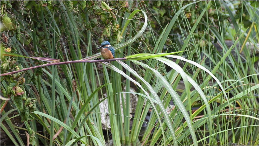 Besuch bei mir im Garten.