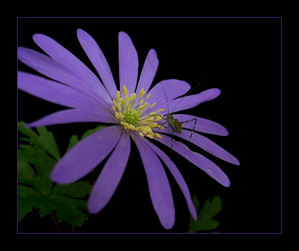 Besuch bei Nacht