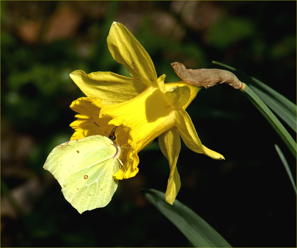 Besuch bei Narzissus